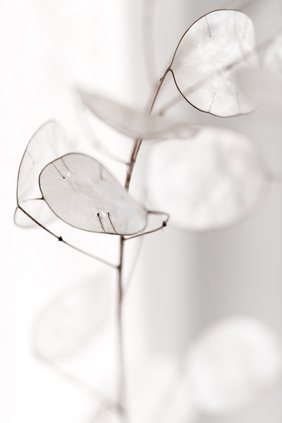 白花的选择性聚焦摄影